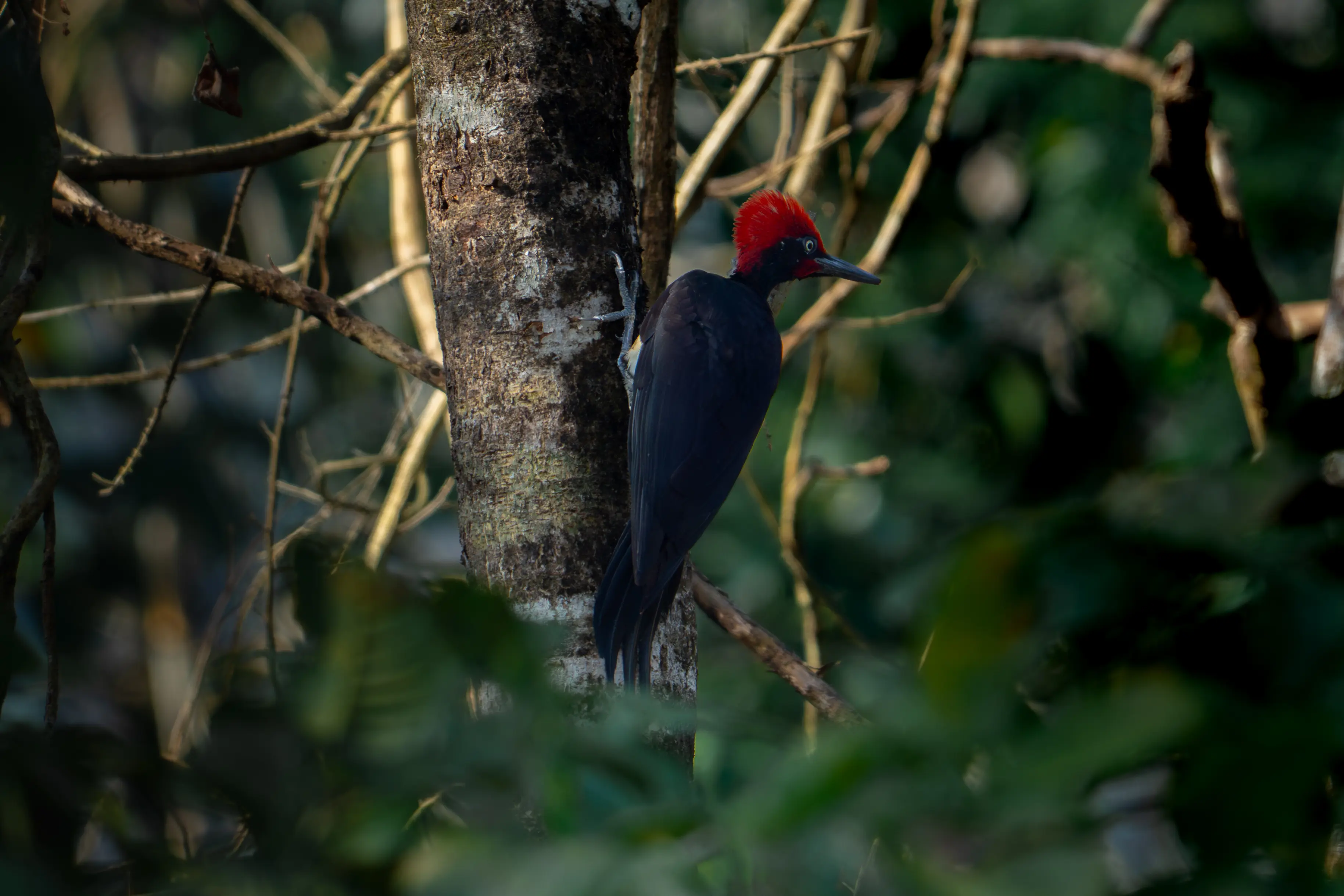 Target Species Tracking